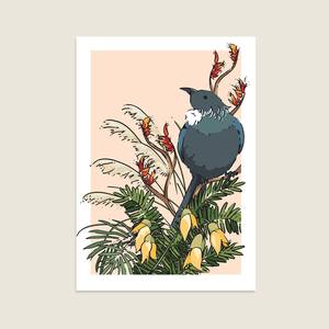 Whanau - Tui