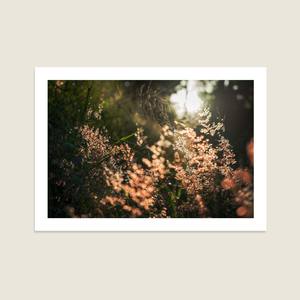All: Woodland Growth
