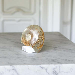 Polished ammonite fossil with stand