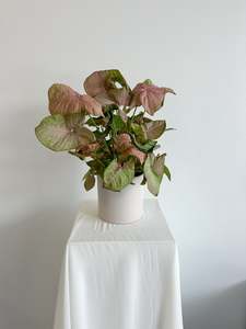 Indoor Plants: Syngonium Red Heart - Potted Indoor Plant