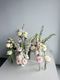 Party Florals - The Buddy