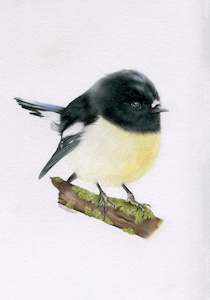 Original 'Tomtit/Miromiro'