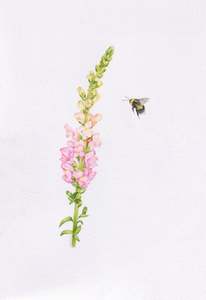 Original 'Snapdragon and Bee'