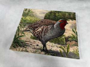 Animal target face (Non-woven fabric & Kraft paper) - Partridge