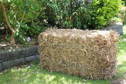 Frontpage: Pea Straw Bale - Garden Mulch