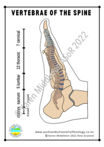 Products: Spine Reflexes on the Feet (portrait) ASoR