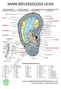Products: Polish Ear Reflexology Chart ASoR