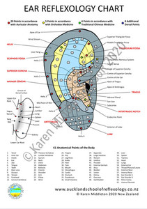 Products: Ear Reflexology Chart ASoR