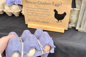 Products: Rescue Chicken Eggs! Half a dozen