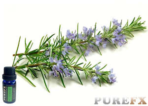 Essential Oils: Rosemary Essential Oil