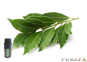 Essential Oils: Camphor Essential Oil