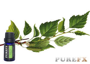 Essential Oils: Birch (sweet) Essential Oil