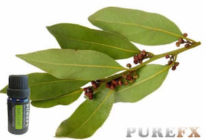 Essential Oils: Bay Leaf Essential Oil