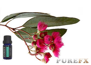Essential Oils: Eucalyptus Essential Oil