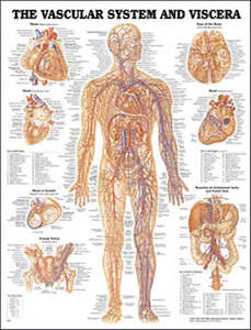 Therapist Aids: Vascular System and Viscera Anatomical Chart