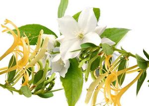 Essential Oil Synergy Blends: Insomnia Essential Oil Blend 100% Pure