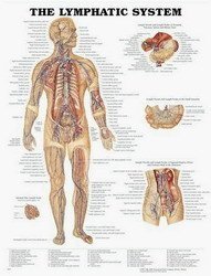 Educational Posters: The Lymphatic System Chart