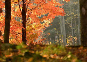 Essential Oil Synergy Blends: Earth and Wood Essential Oil Blend