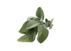 Essential Oils: White Sage Essential Oil