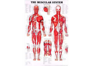 Educational Posters: The Muscular System Chart - Canvas
