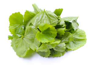 Infused Oils Healing Oils: Gotu Kola Oil