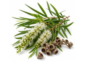 Essential Oils: Cajeput Essential Oil