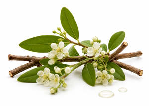Infused Oils Healing Oils: Alpha Bisabolol Natural