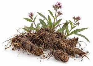Aromatherapy: Spikenard Essential Oil