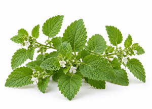 Aromatherapy: Melissa Essential Oil