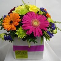 Products: Gerbera Delight