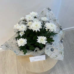 Chrysanthemum in ceramic pot