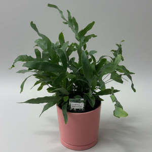 Blue Star in Pink Pot