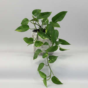 Pothos in Stone Pot