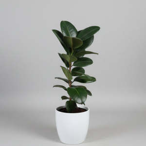 Rubber Plant (Ficus Elastica) - Indoor House Plant
