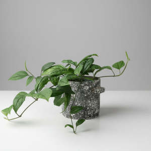 Gift: Clerodendrum Thomsoniae - Shade Lover
