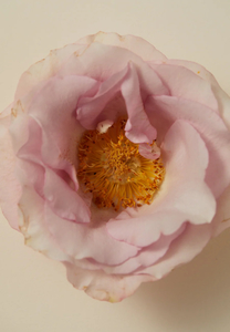 Products: Smoking Rose perfume – 15 ml roller