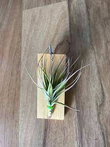 Indoor & Outdoor Plants: Tillandsia Tom Moss