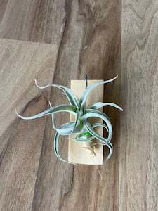 Indoor & Outdoor Plants: Tillandsia recurvifolia v. Subsecundifolia