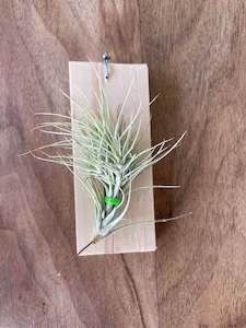indoor plant: Tillandsia Funkiana