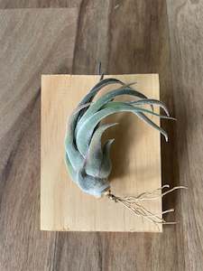 indoor plant: Tillandsia seleriana