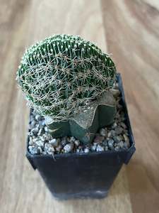 Potted Houseplants: Grafted Echinopsis species f. Cristata