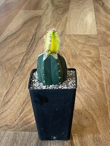 Potted Houseplants: Grafted Cereus tetragonus 'Fairy Castle' Variegated