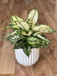 Potted Houseplants: Aglaonema Thai Snowflake