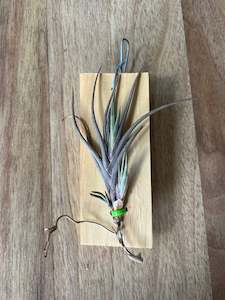 Indoor & Outdoor Plants: Tillandsia Albertiana