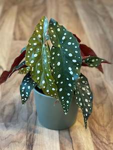 Potted Houseplants: Begonia Maculata -Polka Dot