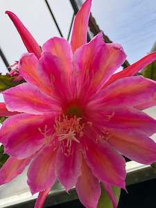 Potted Houseplants: Epiphyllum - Monastery Gardens