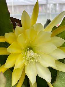 Potted Houseplants: Epiphyllum - Ernest William Angus