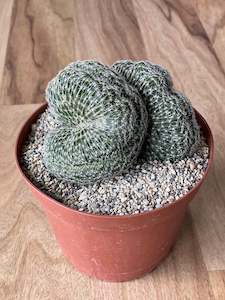 Sun Lovers: Echinopsis species f. Cristata