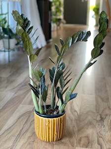 Shade Dwellers: Zamioculcas Zamiifolia (Black Knight)