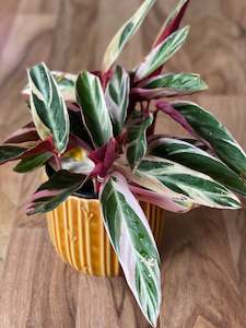 Shade Dwellers: Stromanthe Triostar